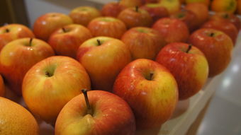 吃苹果和梨会发胖吗？